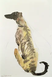 Lurcher Sitting, 1988